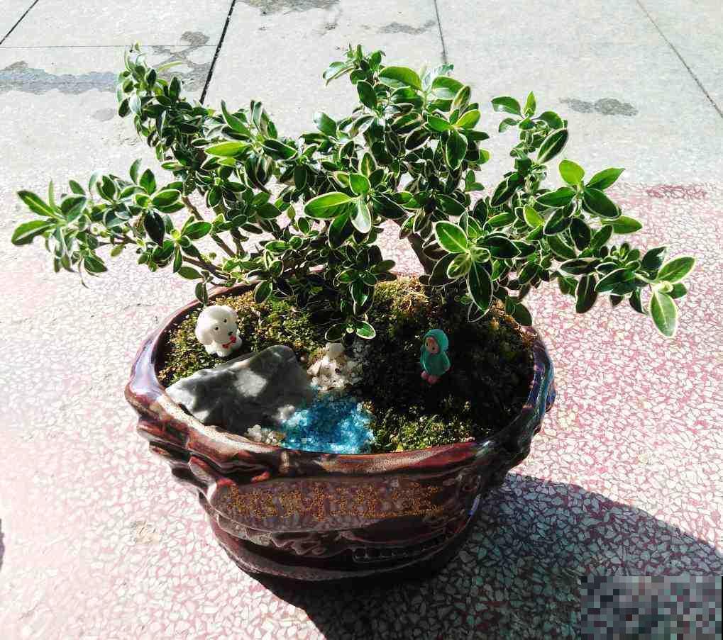 被名字吸引养的花，没想到颜值这么高，比茉莉还动人！