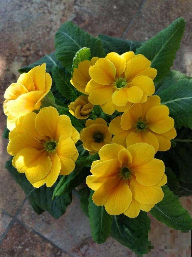 报春花种过吗，现在养正是时候，能一直开到明年春！