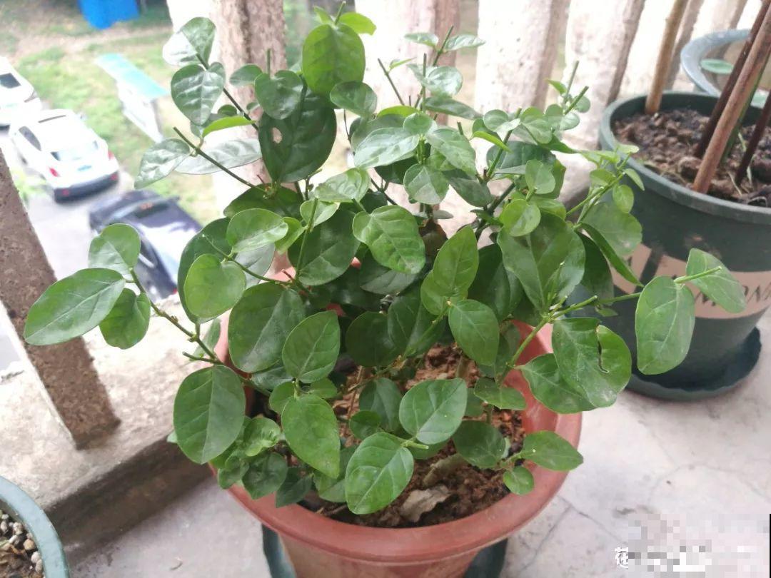 这花不能养太老，越老越不爱开花，最后变成木疙瘩！