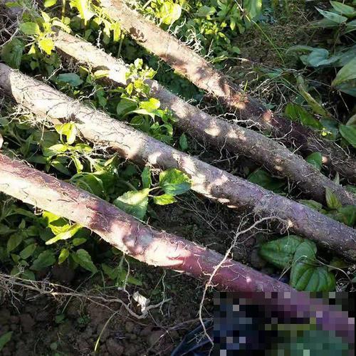 野外挖的这种“山药”个头极大，看着就喜人，但千万不能随便吃！