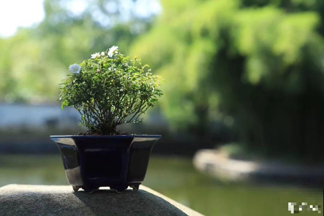 室内光照差，就别再养这6种花，养再久也不开花！