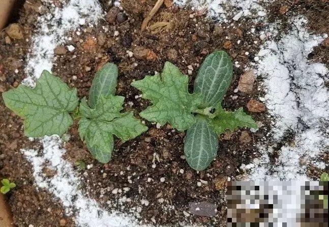 这些花爱吃醋，得用酸土养，不然黄叶不长个！