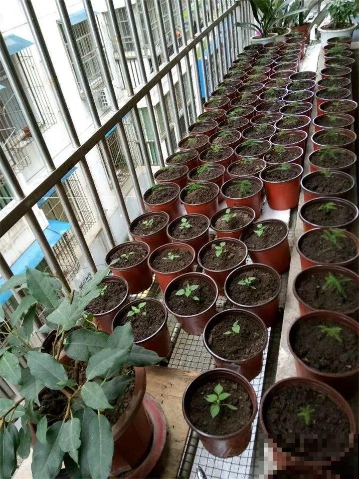 养这花真赚钱，一年能生3麻袋，邻居朋友抢着要！