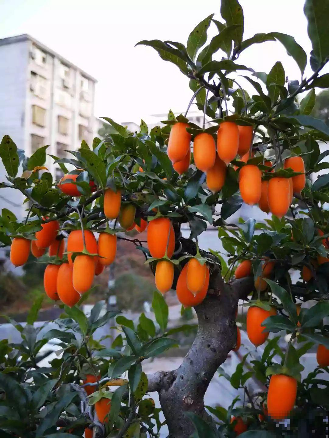这5种花就适合冬天养，满盆都是金果子，好吃又好看！