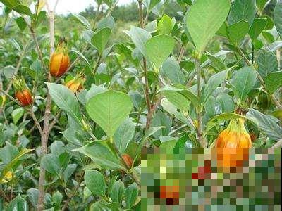 山上看见满树小黄果，好多人摘回家给馒头染色，原来叫这名！