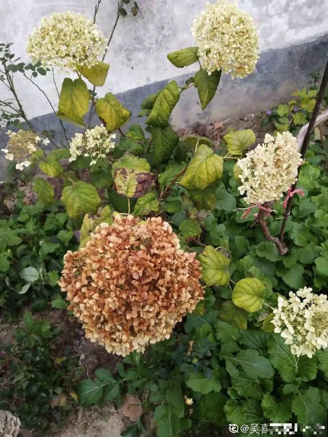 这7种花，冬天会假死，千万别丢垃圾桶！