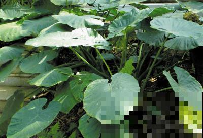 野外偶遇神秘植物，1片叶子比井盖还大，摘下来直接当雨伞撑！