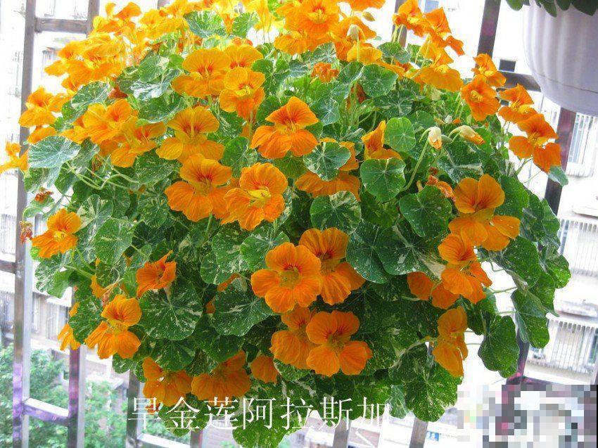 1米宽的防盗窗，挤满99盆花，掐一把开一片！
