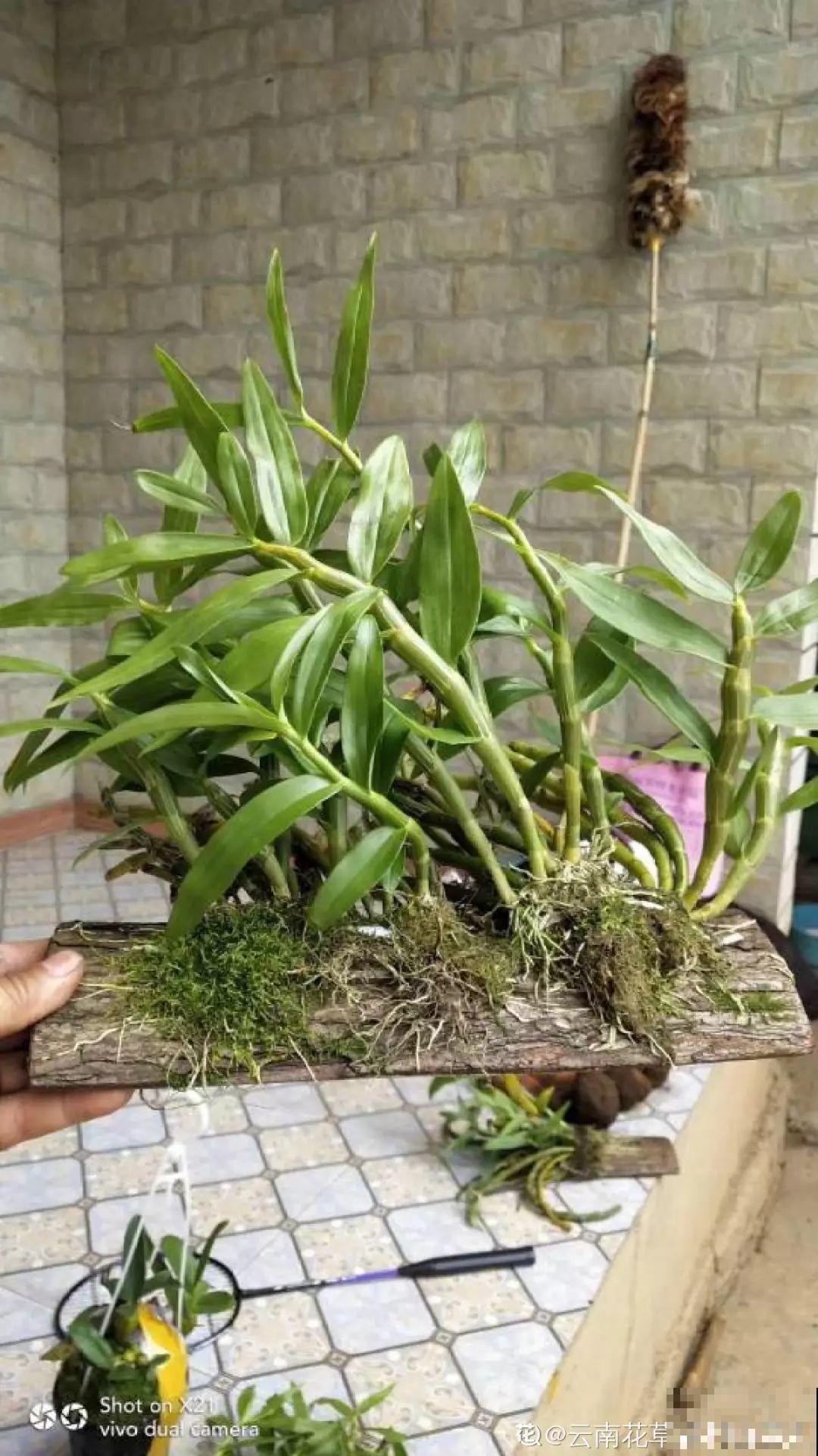 养这花不用土，装进塑料袋喷喷水，叶子绿油油越长越好！