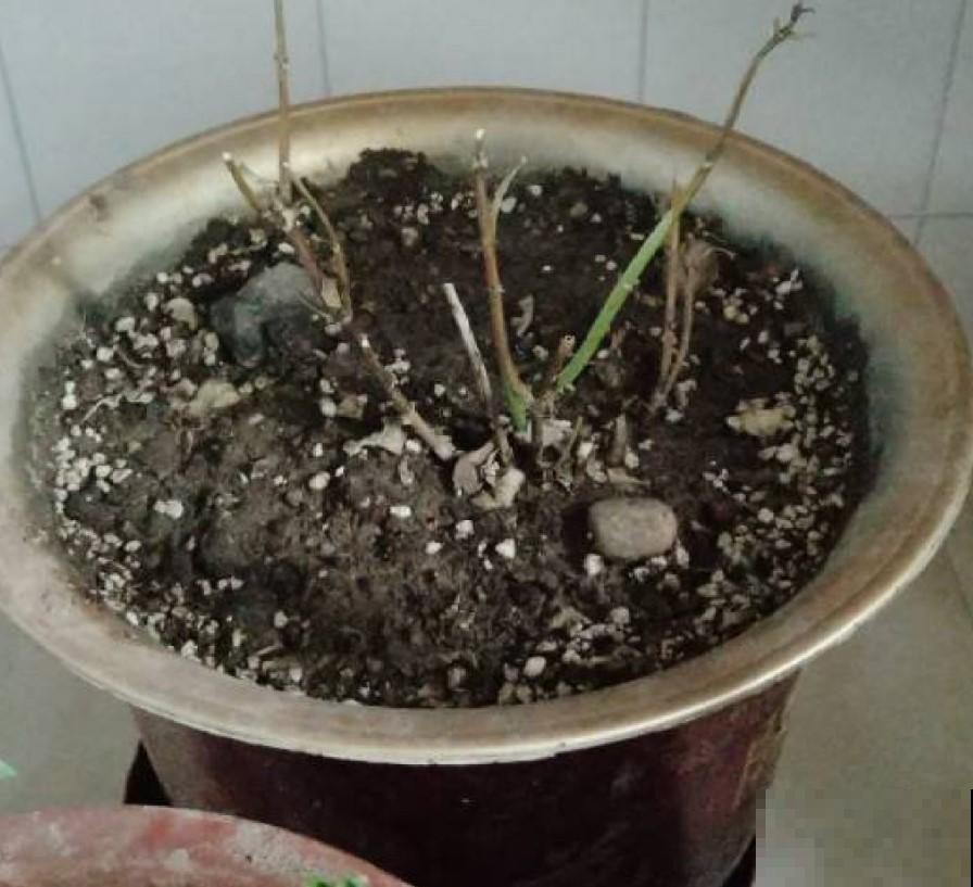 冬季植物休眠，这些花都是“假死”，千万别扔了！