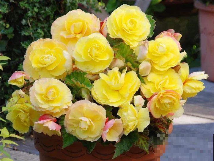 这花今年最流行，一个大土球，就能爆盆成“小玫瑰”！
