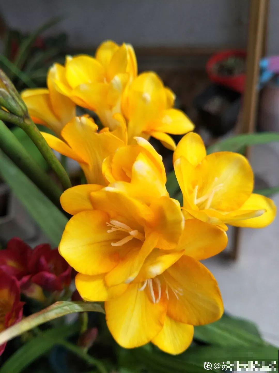 别让这花长太高，小心变成“韭菜”，再也不开花！