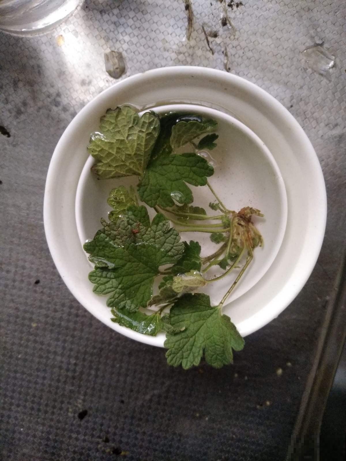 荒地到处都有的这种草，谁知有这大作用，一到冬天就有人抢着挖！