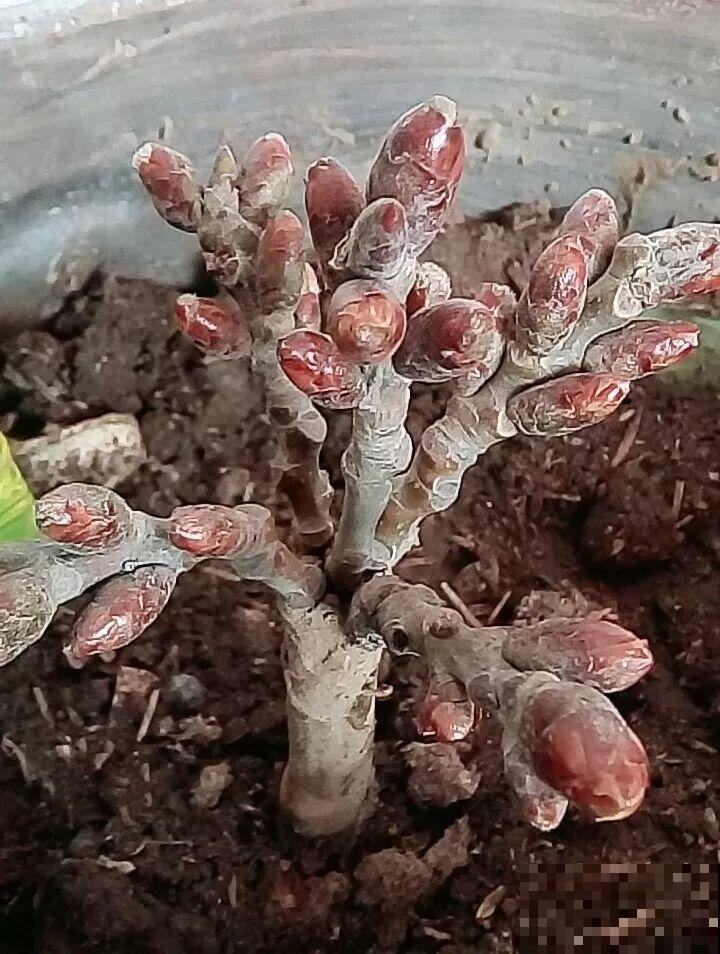 赶集碰见这种花，一买就上当，决不能贪便宜！
