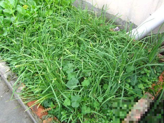 她在楼顶养花种菜，再喂喂鸡，日子过得悠闲又自在！