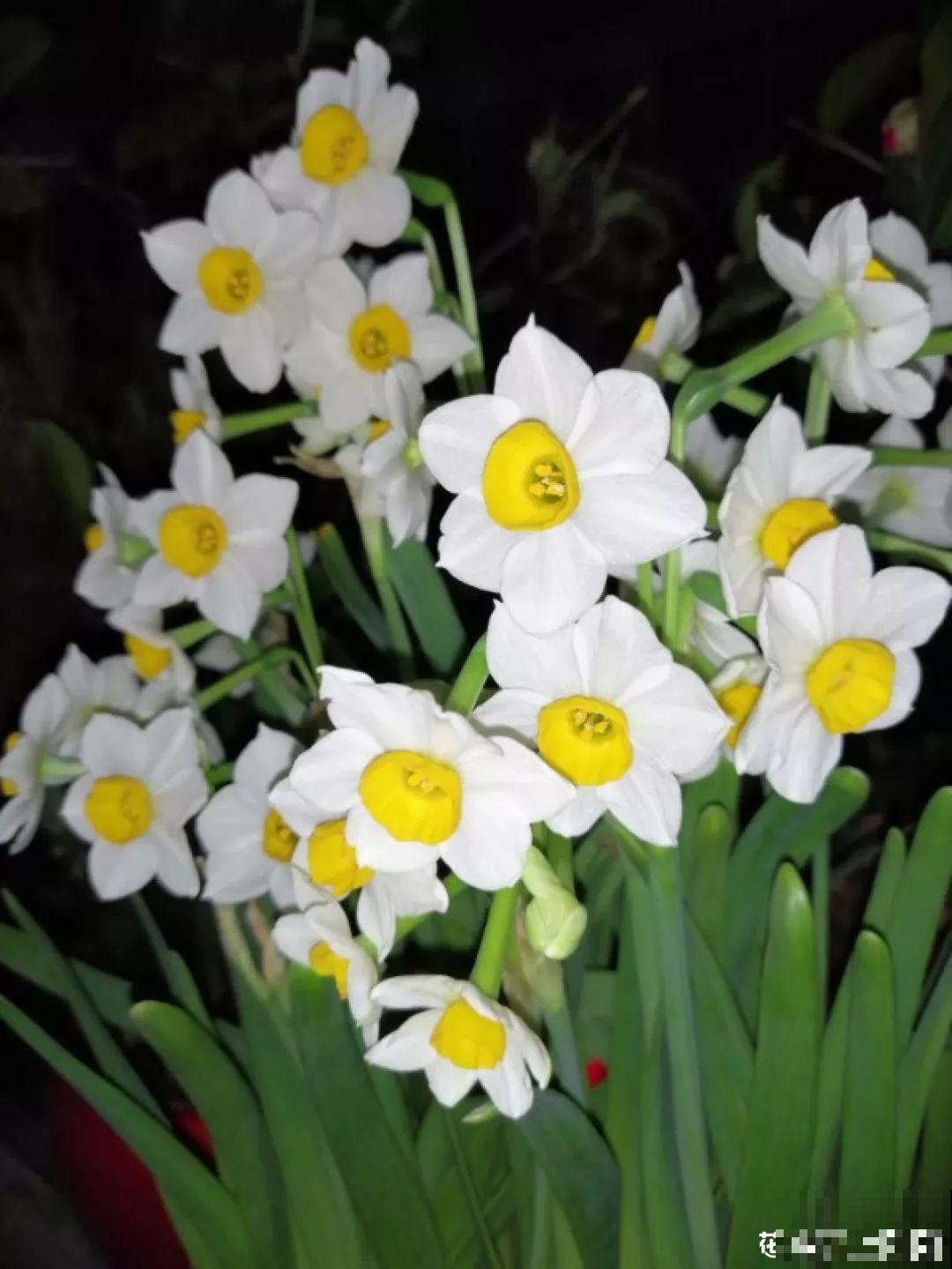 这4种花养在家里，就是一个小型的加湿器，不干不躁真舒服！