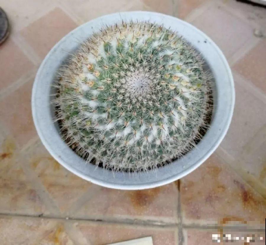家里有这4种花，砍1刀能憋8个芽，两个月就爆盆！