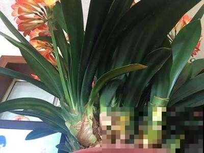 君子兰烂了别扔，拿刀这么一削，旁边繁殖一大堆小仔！