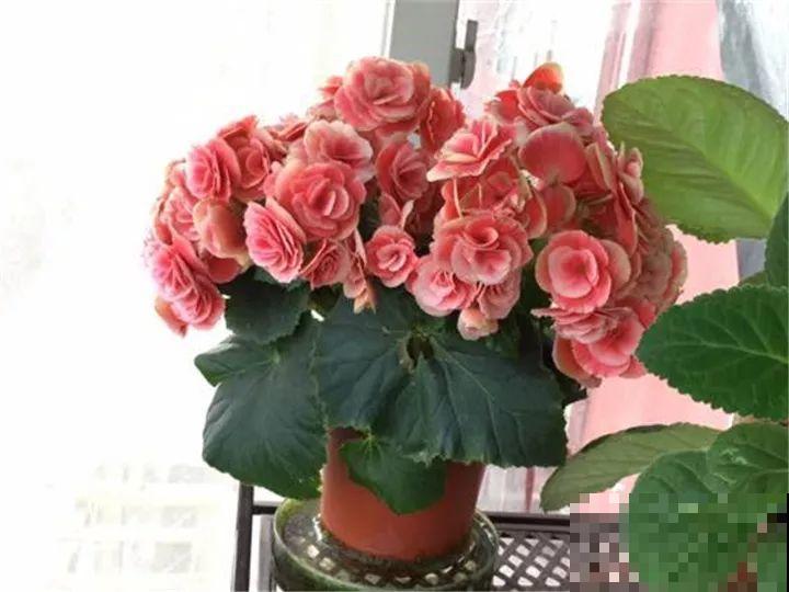 10种花，冬天切记管住手，小心浇完水就掉叶子！