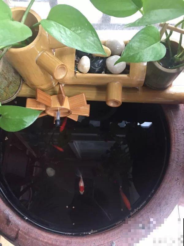用水果皮沤肥，教你一招，撒把它肥效能翻倍！
