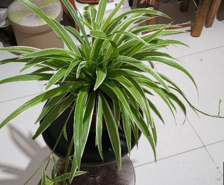 据说这4种植物，冬季寒冷也能呼呼长，真想养一盆！