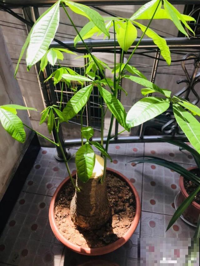 高价买的守家树，穷养才能长得旺，一盆能活20年！
