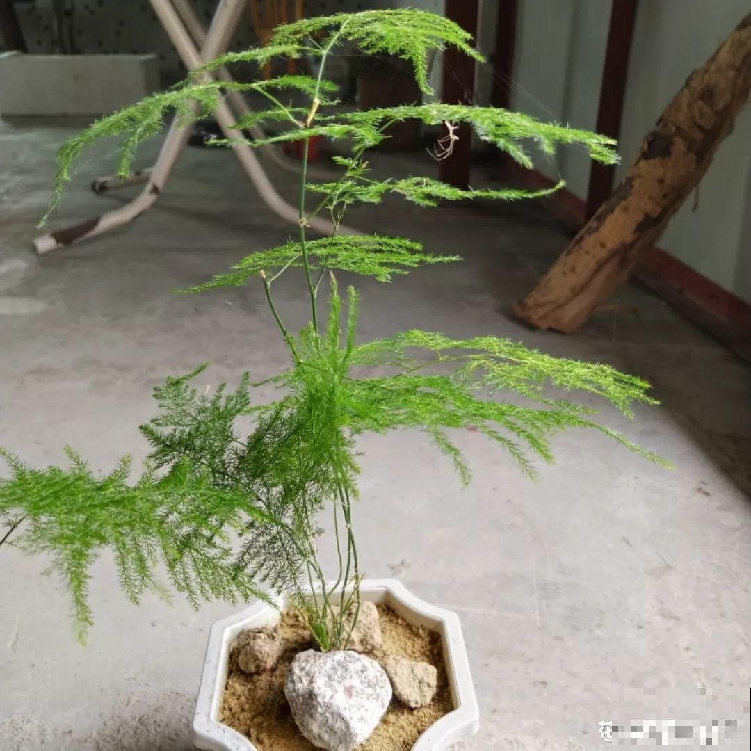 养这花别心软，遇到黄叶狠心剪，越剪长得越快！