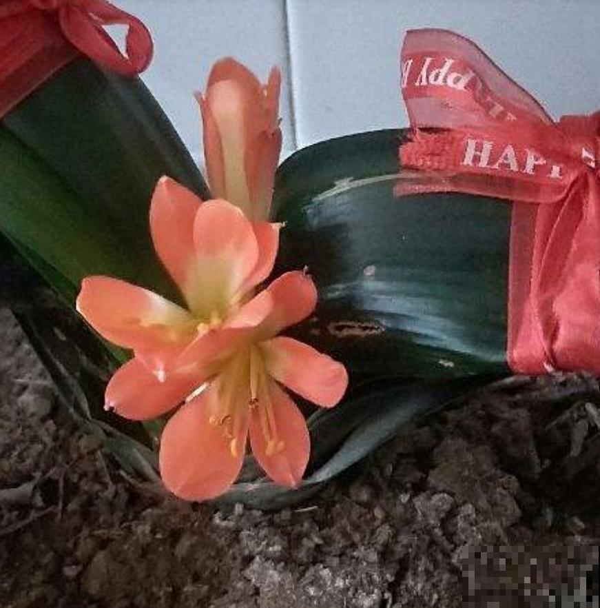 这两种花就爱夹箭，教你一招，治的它乖乖自己长出来！