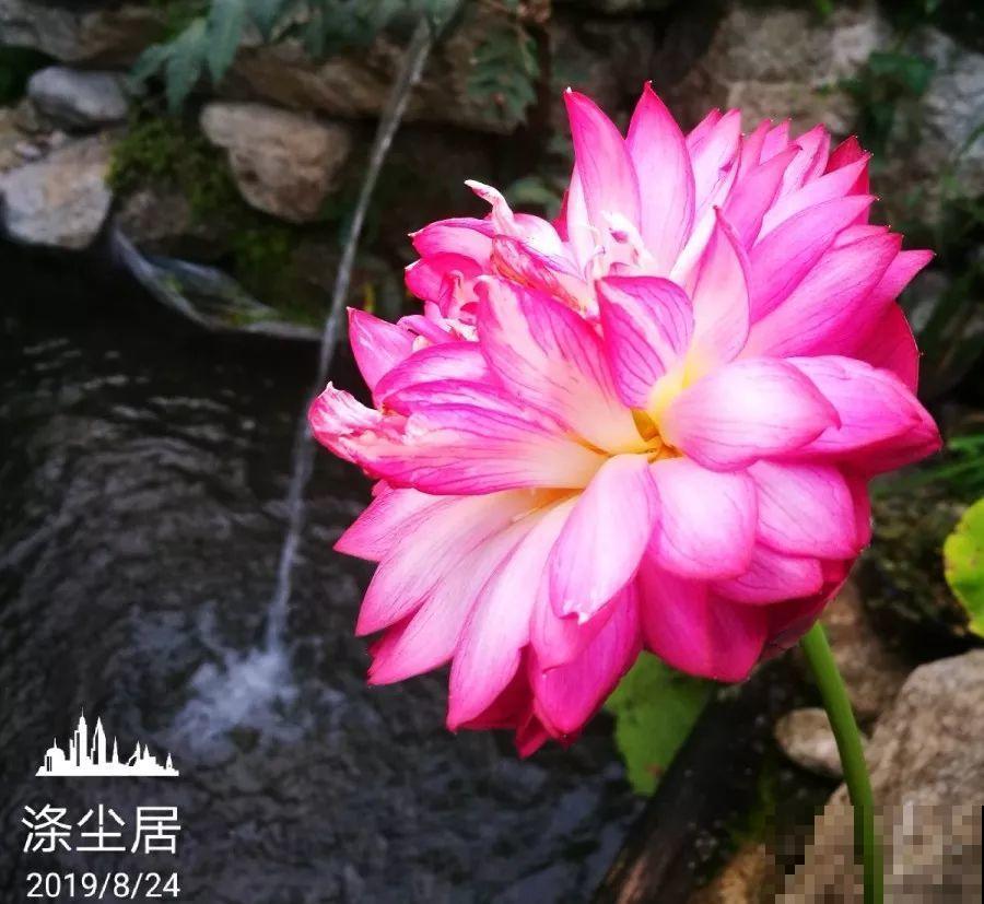 爱养花的人，就想有个小院子，喝茶赏花，过平静的日子！
