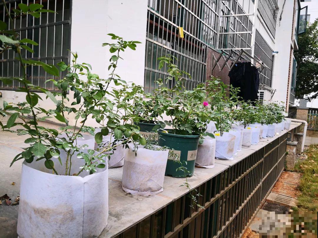 养这花不用土，装进塑料袋喷喷水，叶子绿油油越长越好！