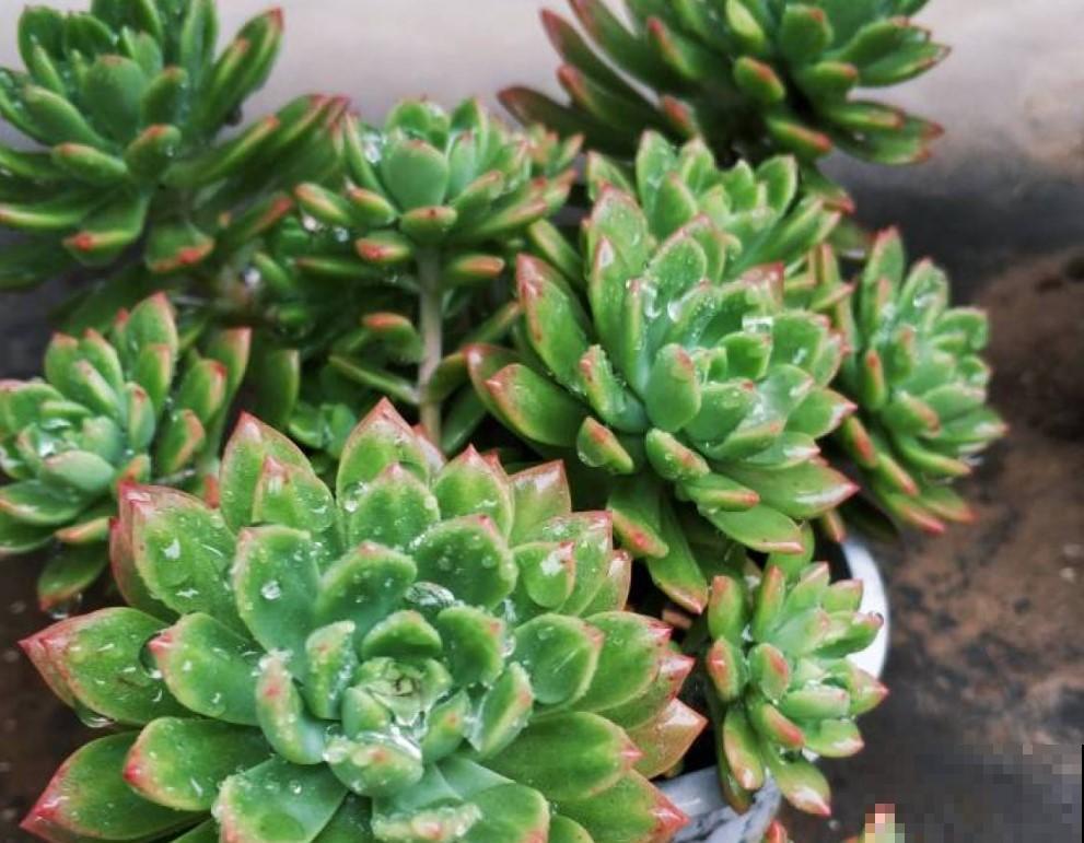 这些植物养在吊盆上，精致又好看，你家有吗？