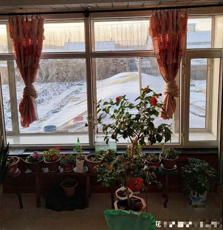 天冷把花搬进屋，修剪杀虫一个也不能少，不然叶子掉没成光杆！