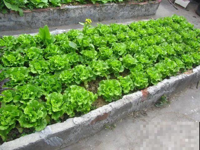 她在楼顶养花种菜，再喂喂鸡，日子过得悠闲又自在！