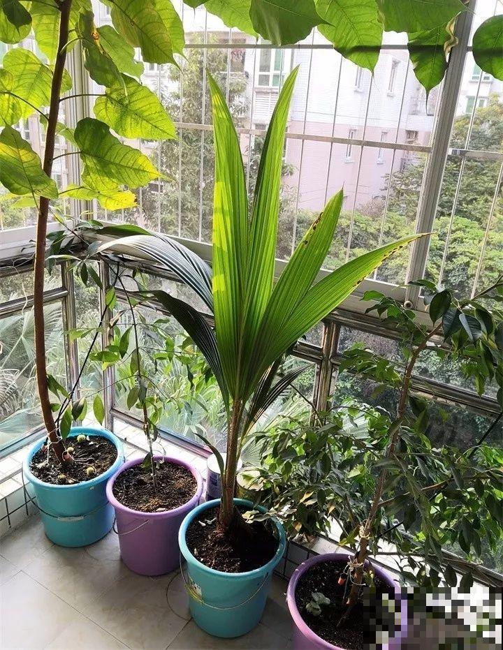 5块钱的水果埋土里，半年养成守家树，邻居都想花钱买！