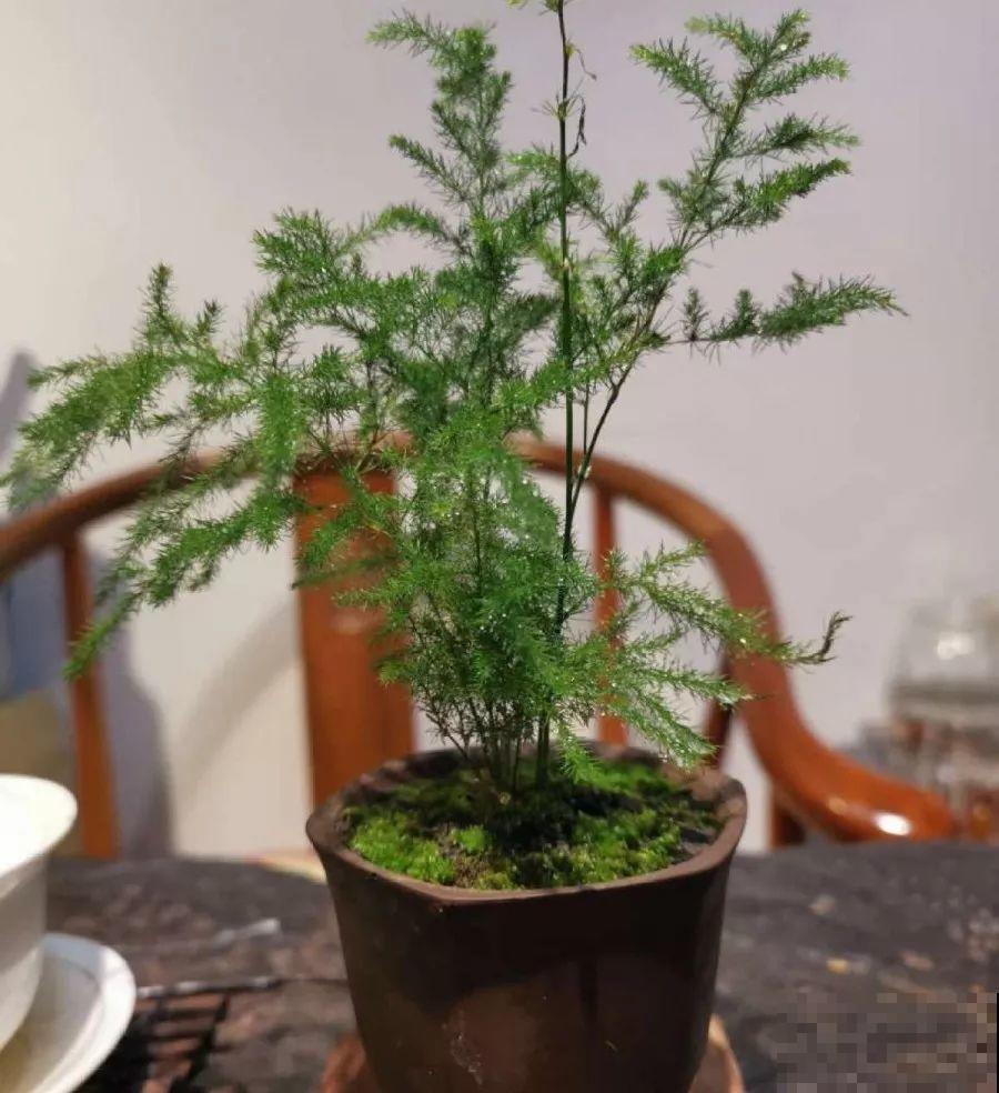 最适合冬天养的4种花，杀菌去异味，养一盆顶个空气净化器！