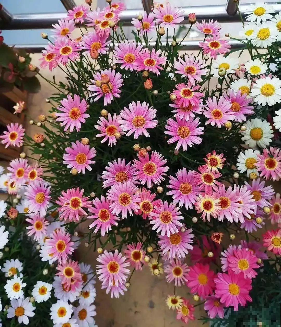 这花就要虐着养，一长高就剪，能开大半年！