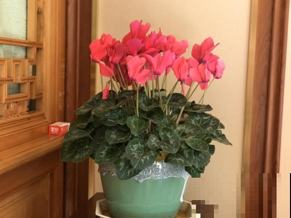 1个小技巧，给所有花都配好土，浇水从不烂根！