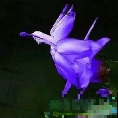 千万别买这种花，全都是假货，谁买谁吃亏！