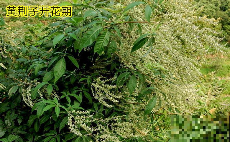 山上摘点这玩意塞枕头，比荞麦皮养生多了，一挨枕头就睡得香甜！