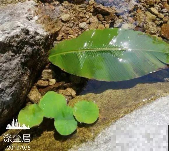 爱养花的人，就想有个小院子，喝茶赏花，过平静的日子！
