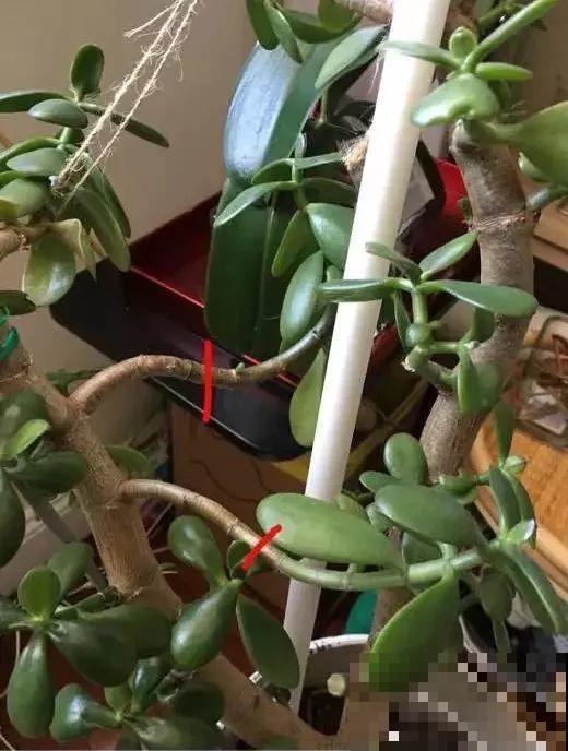 养了20年的玉树，杆子比大腿还粗，满树白花跟下雪了一样！