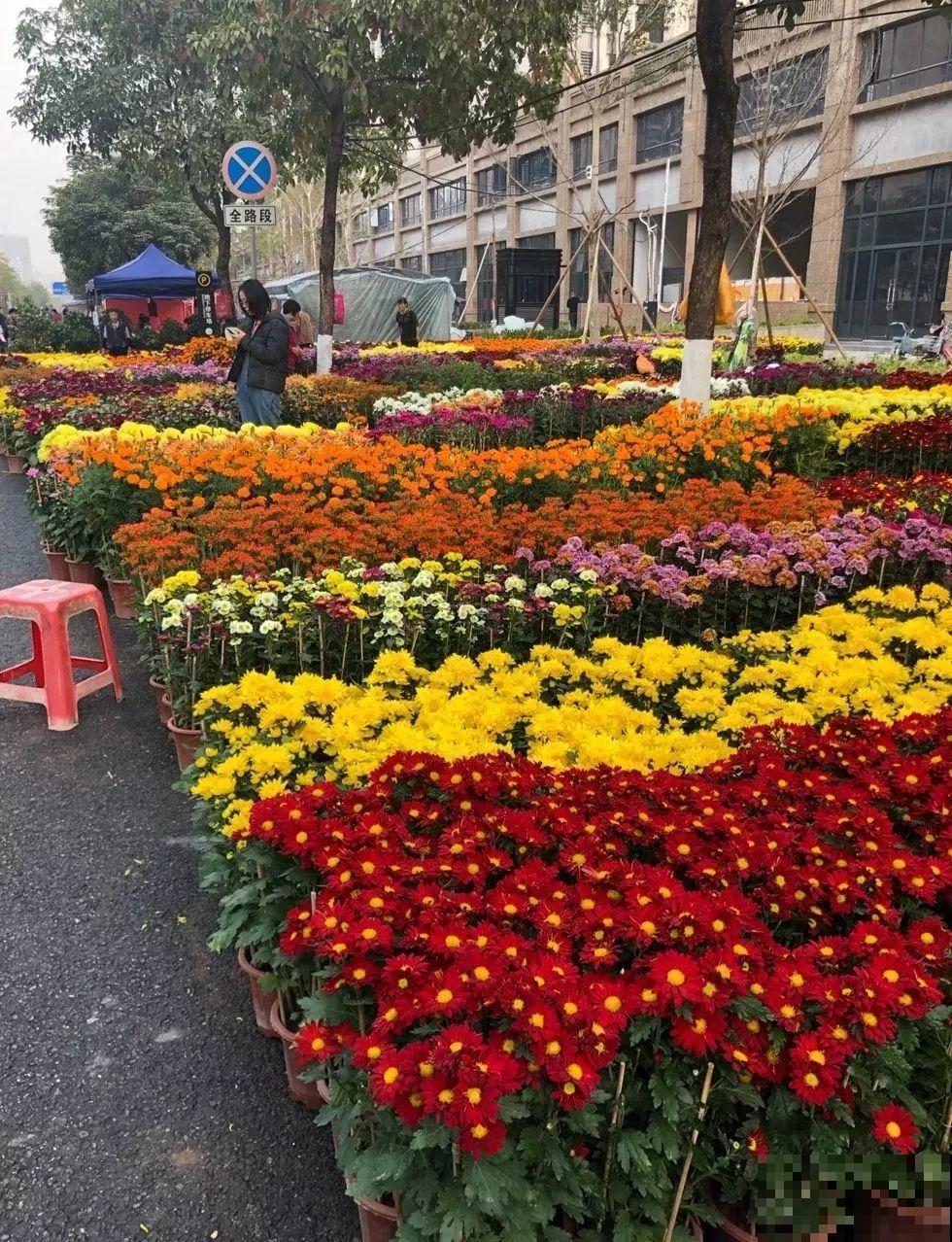 花市有你想象不到的魅力，便宜又好看，过年买回一大堆！