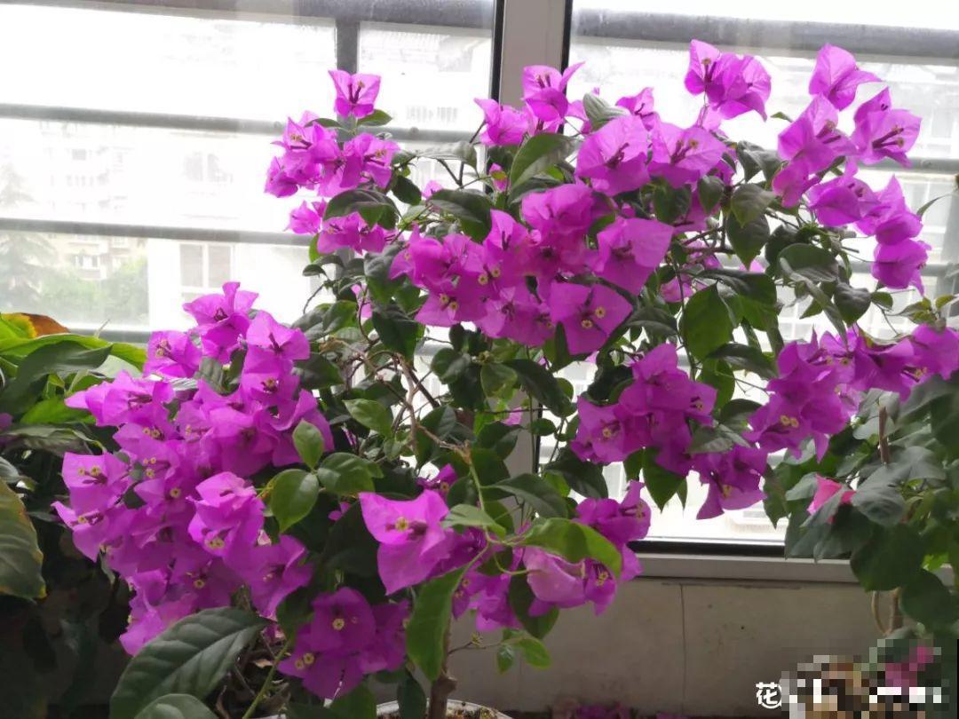 这10种花，天冷了要赶紧断水，冻伤了救都没法救！