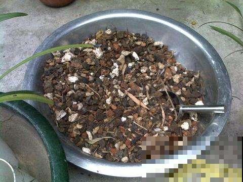 吃剩的栗子壳、瓜子皮别扔，这样塞盆里，过完年就成高级养花土