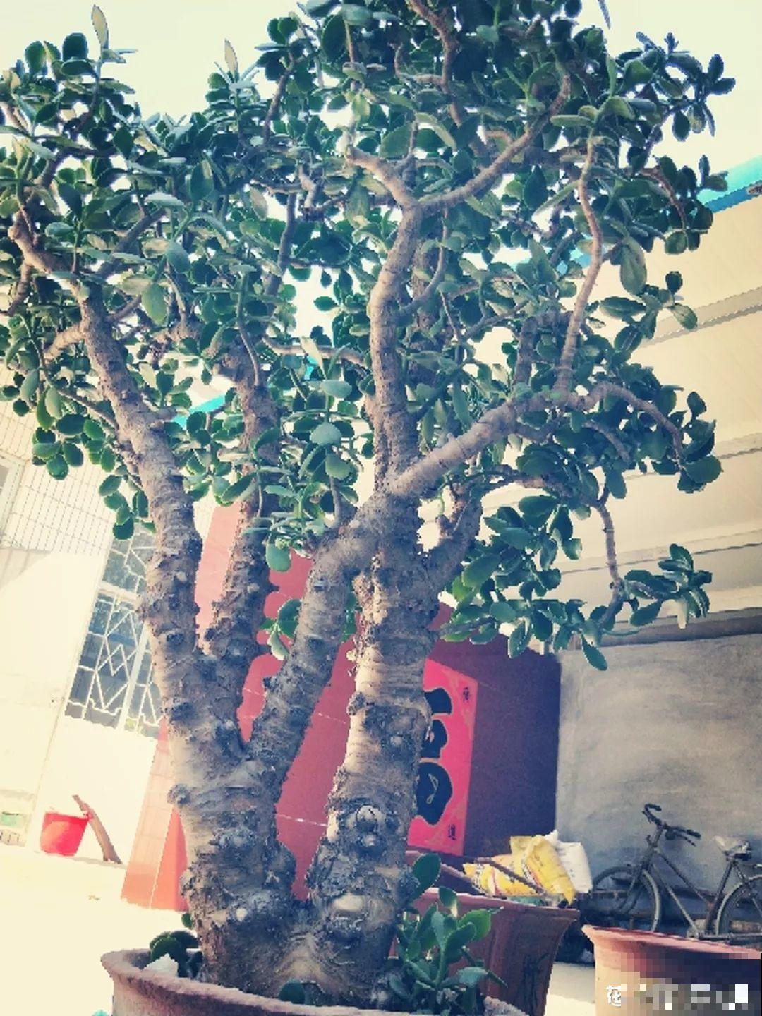 养了20年的玉树，杆子比大腿还粗，满树白花跟下雪了一样！