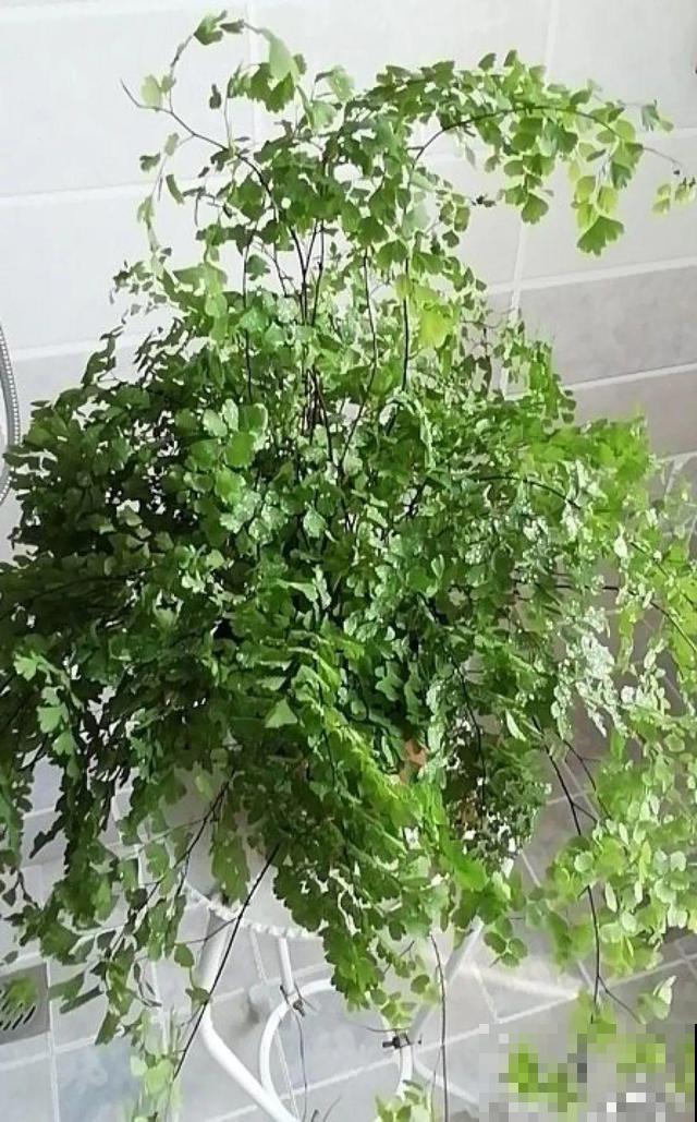 4种不同风格的花，谁见了都爱养，各有各的气质！