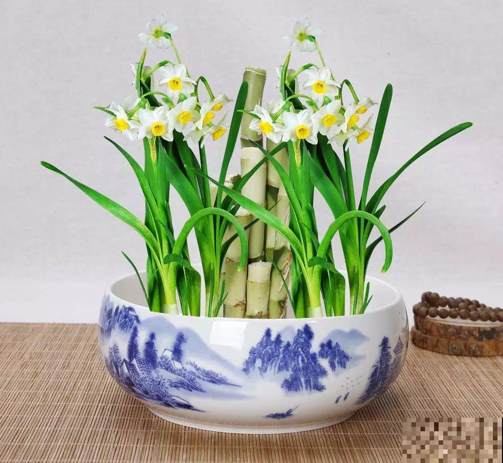 12种名花，如12位良师益友，与之相伴今生足矣！
