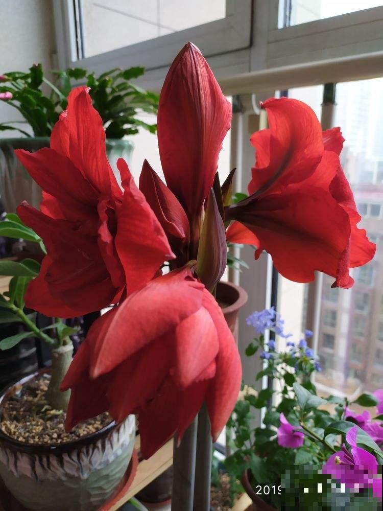 冬天最香艳的花就属它，开一朵堪比俩巴掌大，花纹美得像艺术品！