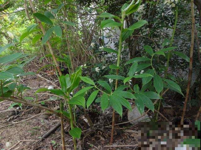 你吃过这种下完雷雨就冒头的野菜吗？身材像竹子，嫩芽又脆又甜！