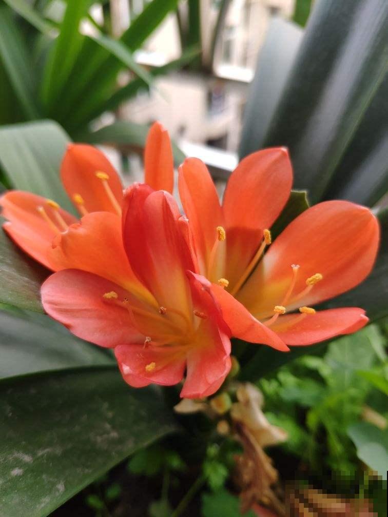 2种花，要制造大温差，花箭才能“蹿”出来